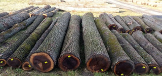 Smokey Olive Wood Rūkinimas Graikinio riešutmedžio drožlės SMOKEY OLIVE WOOD, 500 ml