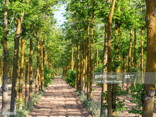 Smokey Olive Wood Rūkinimas Graikinio riešutmedžio drožlės SMOKEY OLIVE WOOD, 500 ml