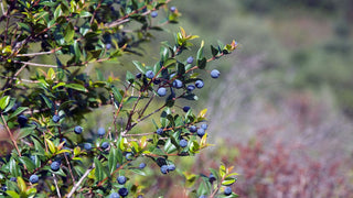 Kiti Prieskoniai ir malūnėliai Sardinijos jūros druskos dribsniai FIOR DI SALE su mirta, 100 g